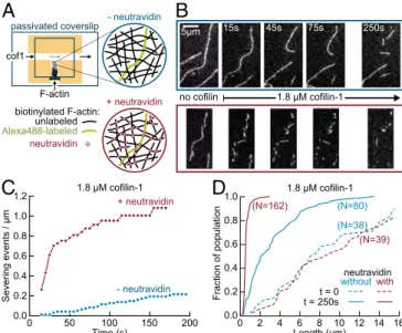 Fig. 5. Enhanced severing of interconnected actin filament networks. (A) Experimental setup, using T-shaped chambers, seen from above
