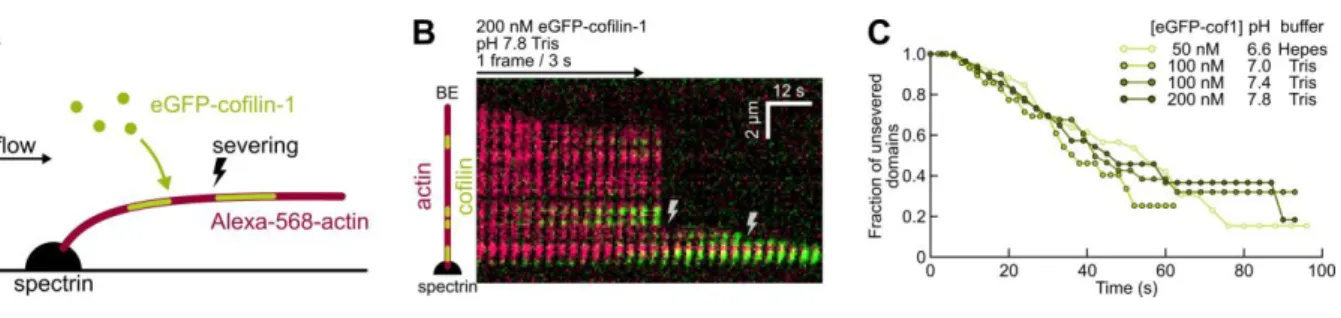 Figure 3. The severing rate per cofilin domain is unaffected by pH. 