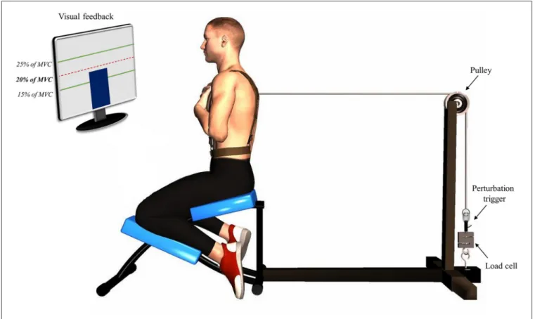 FIGURE 1 | Illustration of the perturbation protocol. Participants were positioned in a semi-seated position with their trunk attached to a manual trigger by a cable using a pulley system