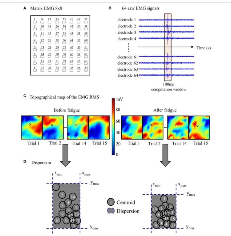 FIGURE 3 | Stages of high-density EMG data analyses. (A) Representation of one 64-electrode matrix used in the recording of erector spinae muscle activity