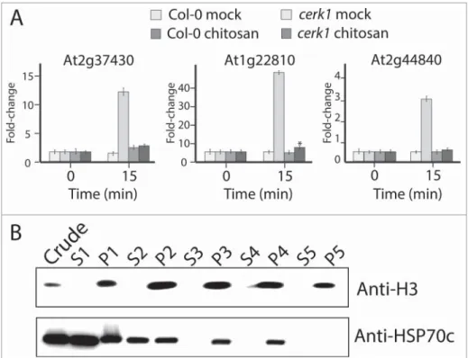Figure 1. Chitosan treatment elicits MTI responsive gene in planta. (A) Expression of the MAMP-triggered immunity responsive marker genes At2g37430, At1g22810, At2g44840 in Col-0 and cerk1 following chitosan or mock treatment