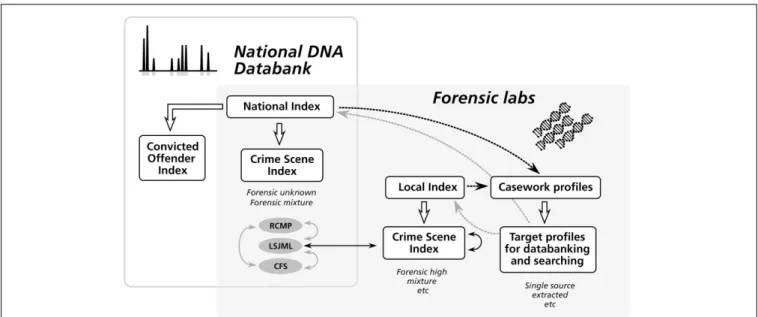 FIGURE 1 | The architecture of the National DNA Data Bank in Canada and its relationship to forensic laboratories