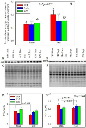 Figure 4. Appraisal of the mitochondrial function. (A) Lactate release in the coronary effluents of the isolated hearts to oxygen consumption ratio; (B) and (E) Voltage-dependent anion channel (VDAC) and peroxisome proliferator activated receptor gamma coa