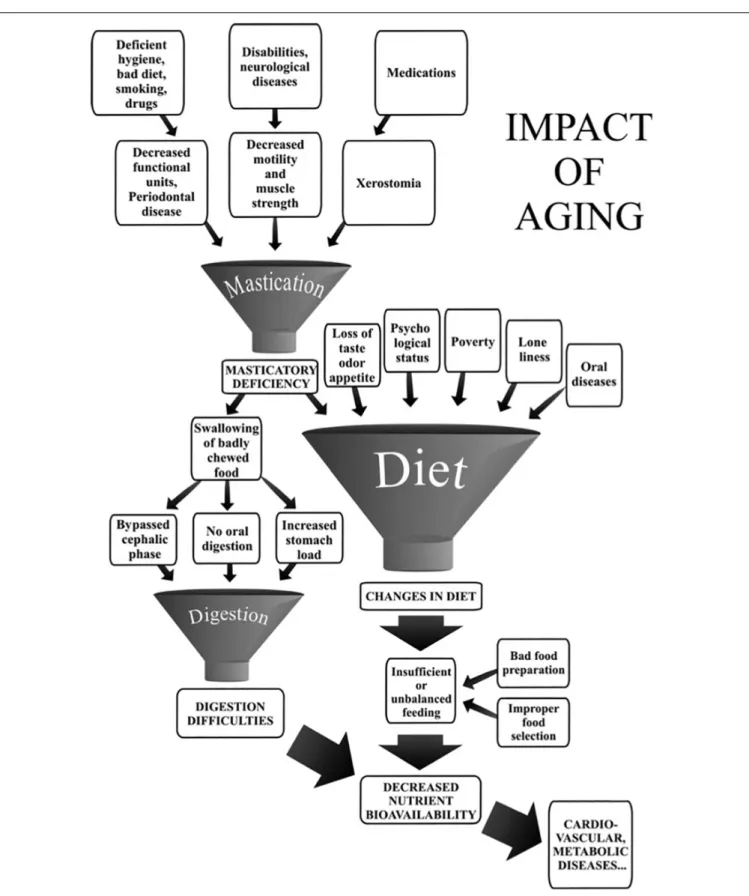 FIGURE 3 | Impact of aging on mastication-dependent nutrient bioavailability. Impaired mastication may cause decreased nutrient bioavailability through changes in diet