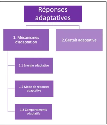 Figure 4. Schématisation des réponses adaptatives selon Schakde et Schultz (1991). 