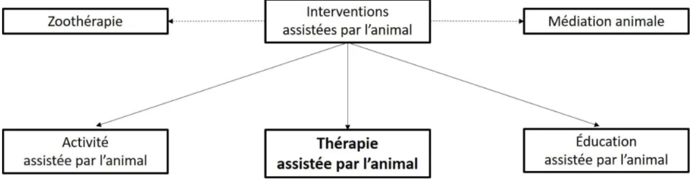 Figure 1. Interventions assistées par l’animal 