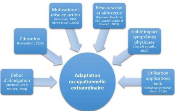 Figure  2.  Adaptation occupationnelle extraordinaire  durant la première grossesse : hypothèses  émises à partir des résultats obtenus