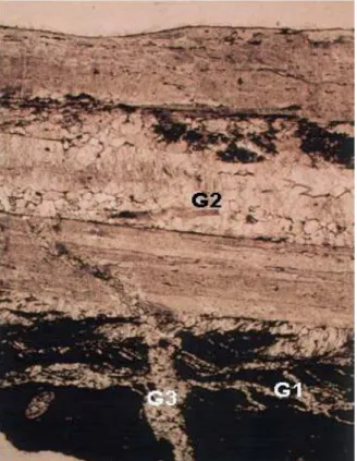 Fig. 9.  Petrology  of the veins showing the three microfracture  stages