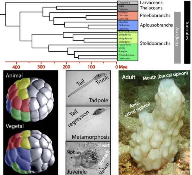 Figure 2. Tunicate phylogeny, invariant cleavage pattern and life cycle. Tunicate tree showing the  three groups of ascidians shown (phlebobranchs, aplousobranchs and stolidobranchs). Timeline is  displayed below tree, Mya is million years ago (from Delsuc