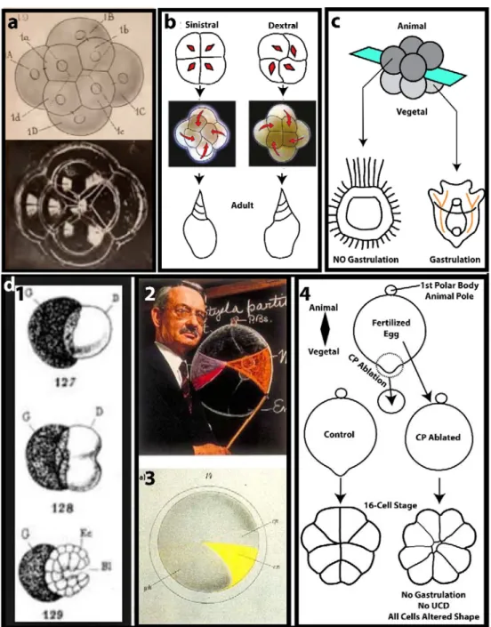 Figure 1. Cell position, maternal determinants, and developmental potential. A. Drawing and Soap bubble pattern that resembles 8‐cell stage spiralian (from Robert (1903)). Note that upper small 4 bubbles do not  align in grooves of lower 4 larger bubbles. 