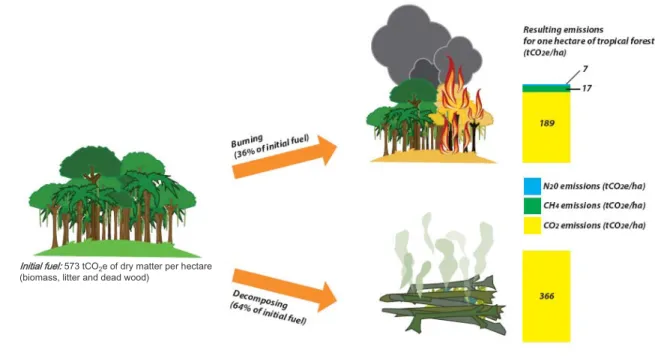 Figure 3 - Types of greenhouse gases emitted through deforestation 