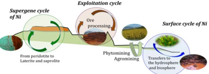 Figure  1.  Geochemical  cycle  of  Nickel  from  the  formation  of  primary  concentrations  (saprolite,  laetrite)  to  the  extraction and ore processing, and its environmental impacts