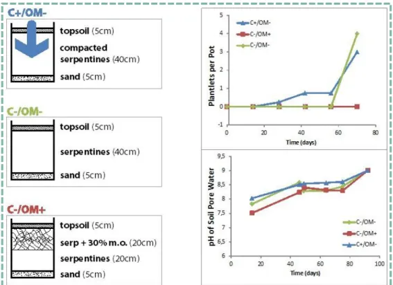 Figure 1. Mesocosm experiment. Left: overview of constructed soil profile in each treatment