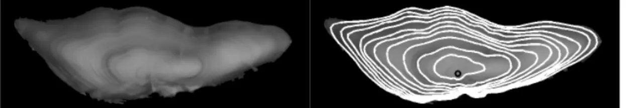 Figure 3 – Two-dimensional extension of the DEB otolith model using the shape  history representation introduced in (Fablet et al., Fablet et al