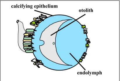 Figure 1 – Schematic representation of otosac and the of associated otolith- otolith-endolymph complex 