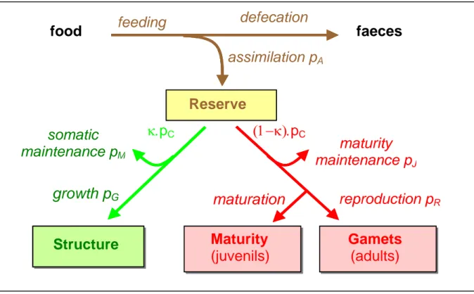 Figure 2: Key principles of the DEB model (Kooijman 2000): three state buffers are  considered, the reserve pool, the structure and the reproduction buffer, as well as the  associated energetic fluxes, the assimilation flux p A , the catabolic flux p C  al