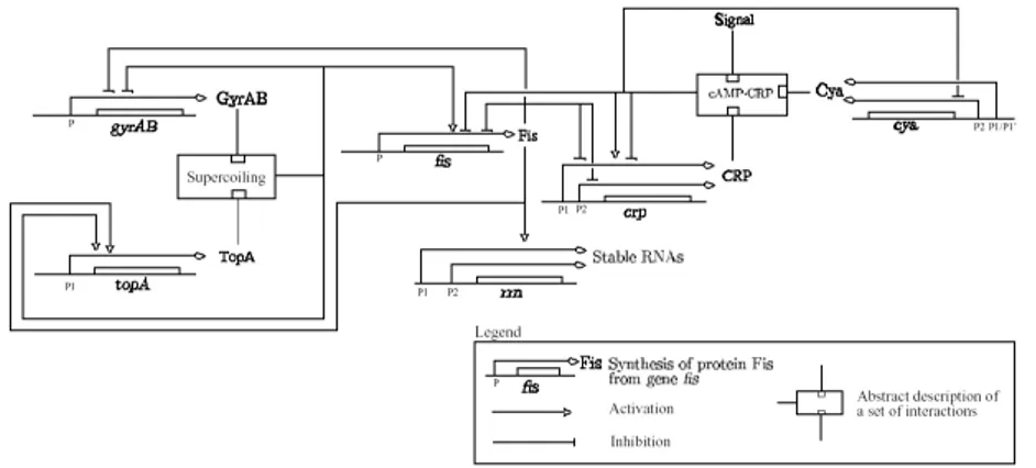 Figure 1: Genetic network, including proteins and regulations that come into play dur- dur-ing a nutritional stress response in E.coli: CRP activation module (Cya, CRP, Fis), DNA Topology module (GyrAB, TopA, Fis), stable RNA output module (Rrn).