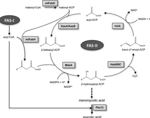 FIGURE 1.Mycolic acid biosynthetic pathway. The malonyl-CoA:ACP transacylase mtFabD converts malonyl- malonyl-CoA into malonyl-ACP, providing the elongation building blocks for the FAS-II