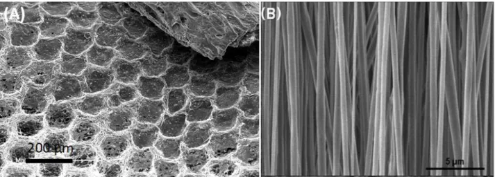 Figure 3. Examples of structured electrospun scaffolds: (A) Organotype culture of cells from  a  chicken  bone  embryo  onto  a  honeycomb  PCL/Hydroxyapatite  ELS  scaffold  produced  by  electrospinning/electrospraying  onto  a  micropatterned  collector