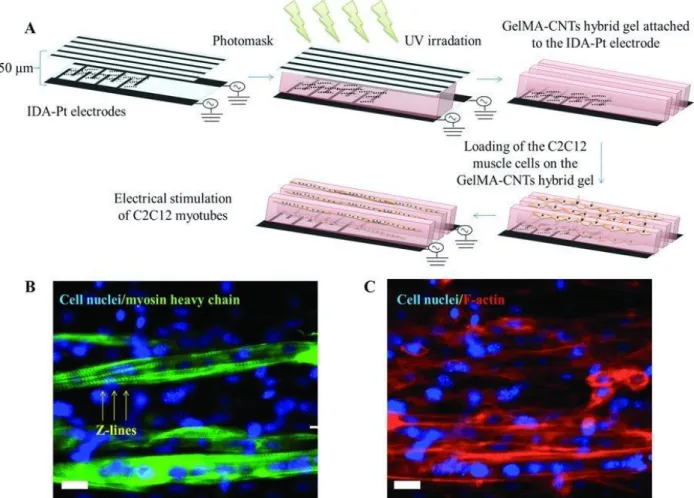 Figure 11. A) Process to design the CNTs aligned within the GelMA Hydrogel and to ensure  the differentiation of muscle cells, C2C12 myoblasts, upon electric field application