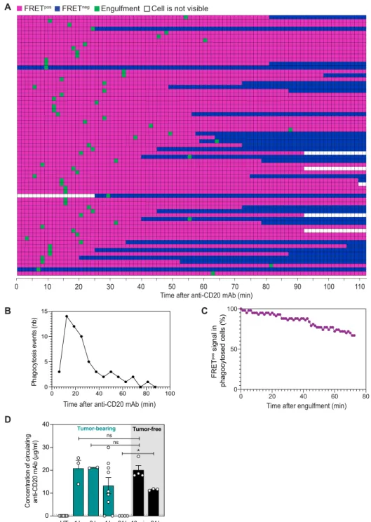 Fig. 5. Kinetics of ADP events during anti-CD20 therapy. C57BL/6 mice were injected intravenously with 1 × 10 6  tumor cells and were subjected to BM intravital imag- imag-ing 3 to 4 weeks later just before and after anti-CD20 mAb administration