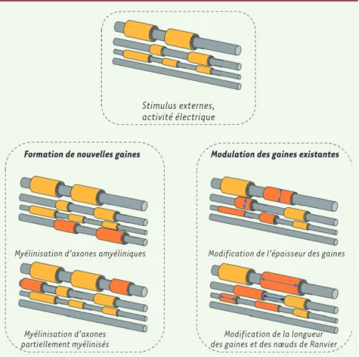 Figure 2.  Différentes formes de plasticité  myélinique. En fonction des stimulus  envi-ronnementaux ou de l’activité neuronale, le  profil de myélinisation évolue : (1) de  nou-velles gaines de myéline peuvent être  for-mées autour d’axones non ou partiel