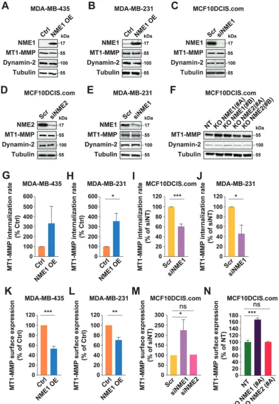Fig. 5 Modulation of NME1 levels impacts the endocytosis rate and surface levels of MT1-MMP in breast cancer cells