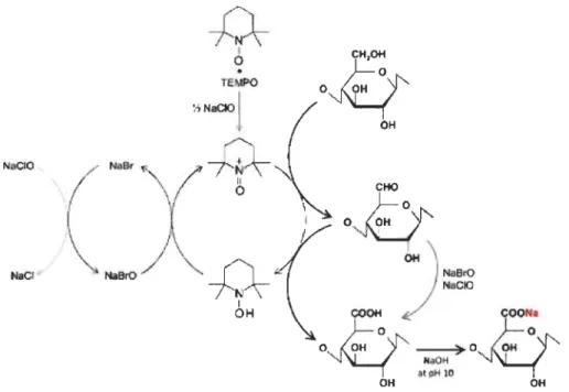 Figure 2.7 Mécanisme d'oxydation catalytique des hydroxyles primaires C6 de la  cellulose par TEMPO / NaBr / NaCIO 