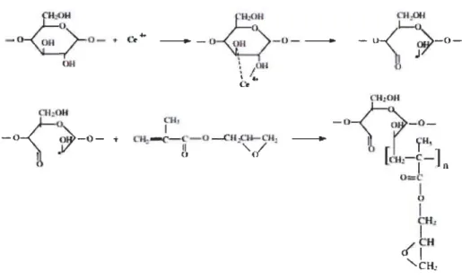 Figure 2.12 Oxydation des groupes 1,2-glycol suivie d'un greffage de méthacrylate  de glycidyle (Stenstad et al