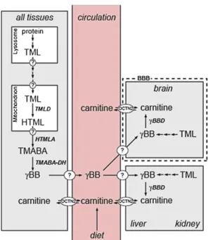 Fig. 1. Carnitine biosynthesis and homeostasis in humans. Carnitine is syn- syn-thesized in four enzymatic steps