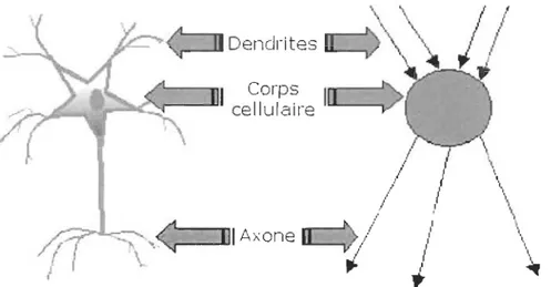 Figure 3 : Neurone biologique  Vs  Neurone artificiel [71] 