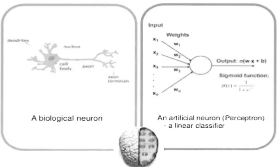 Figure 5 : Neurone biologique  Vs  Neurone artificiel [71] 