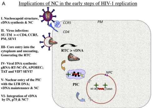 Fig. 1. Schematic representation of HIV-1 replication. (a) The early steps of HIV-1 replication