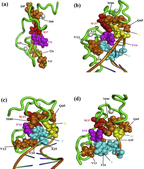 Fig. 2. Three dimensional structure representations of free HIV-1 NC and bound to various RNA and DNA molecules