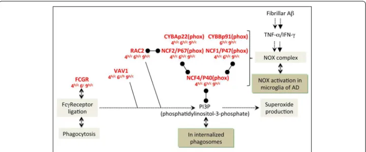 Figure 6 Increased expression of genes involved in the NADPH oxidase complex. Legend for this figure is located in the top right corner of Figure 4.