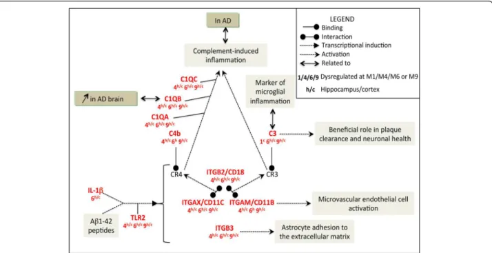 Figure 4 The complement-induced inflammation pathway: an important mediator of neuroinflammatory processes from M4 onwards.