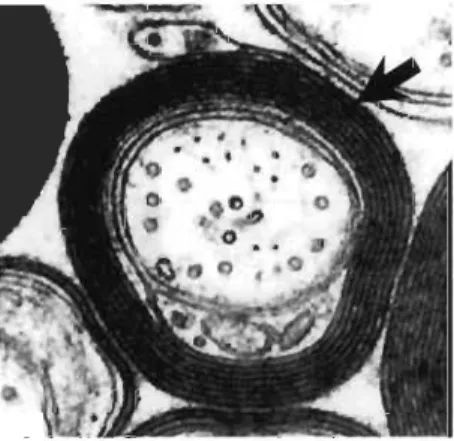 Figure  1.1  Ultrastructure  d'une  gaine  de  myéline entourant  un  axone  spinal  chez  le  chien