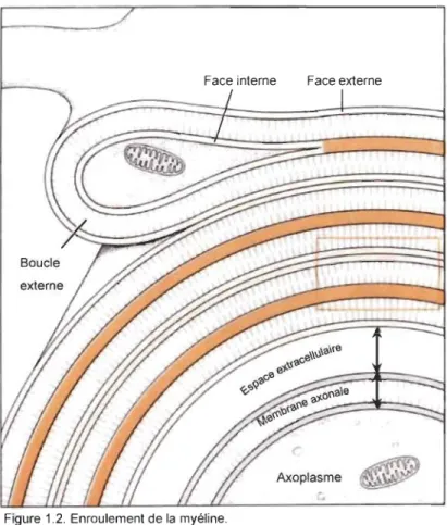 Figure  1.2. Enroulement de la myéline. 