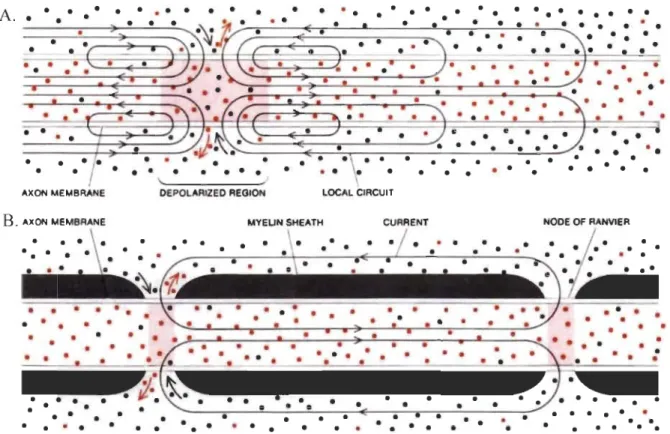 Figure 1.4. Conduction saltatoire. Les ions de Na+  sont les points noirs et de K+  sont les points orange