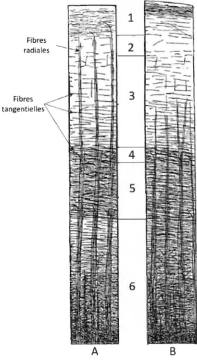 Figure  1.6.  Schéma  des  fibres  myélinisées  tangentielles  et  radiales.  A.  Les  fibres  radiales  se  terminent  dans  la  couche 2