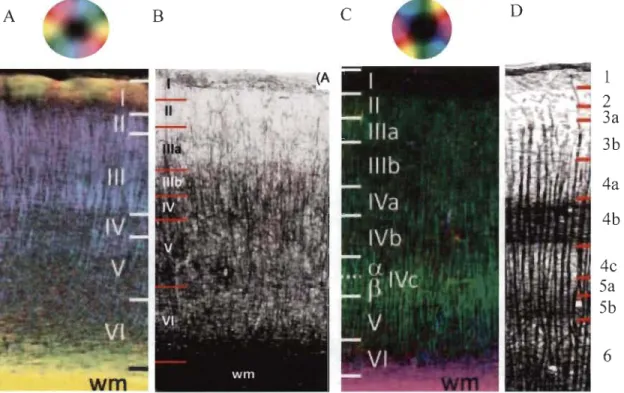 Figure  1.7.  Comparaison de la  myéloarchitecture du cortex visuel du rat et de l'humain