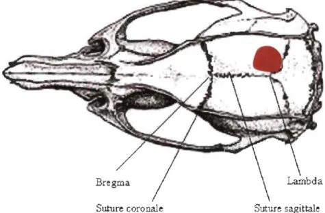 Figure 2.2. Bregma  et  lambda  de  la  souris. Le  cortex  visuel  primaire  est  représenté  par  le  polygone  rouge