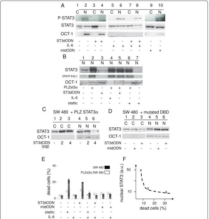 Figure 6 Reversal of STAT3-decoy ODN-mediated inhibition of STAT3 nuclear translocation and cell death by IL-6 activation or overexpression of STAT3