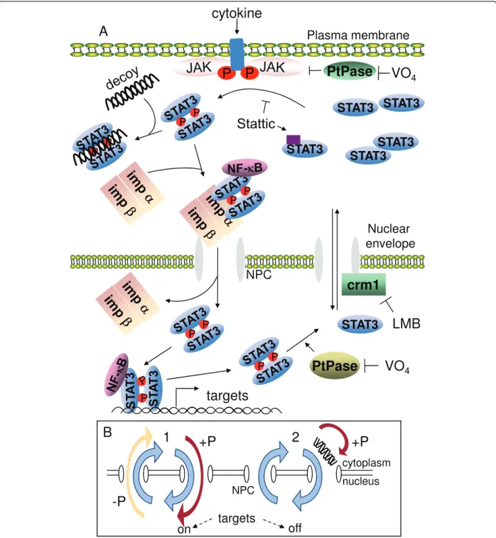 Figure 10 Nucleo-cytoplasmic shuttling of STAT3, and putative mechanism of action of STAT3-decoy ODN