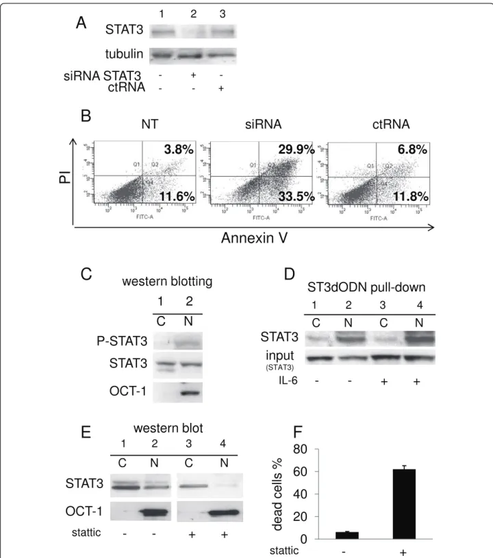 Figure 1 STAT3 activation is required for SW 480 colon carcinoma cell survival. A: Western blotting of STAT3 in cells not transfected with siRNA (lane 1) or transfected with either STAT3 siRNA (lane 2) or control siRNA (lane 3)