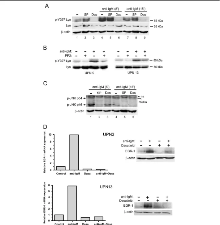 Figure 5 PP2 and dasatinib inhibit BCR-induced LYN and JNK activation and EGR-1 upregulation