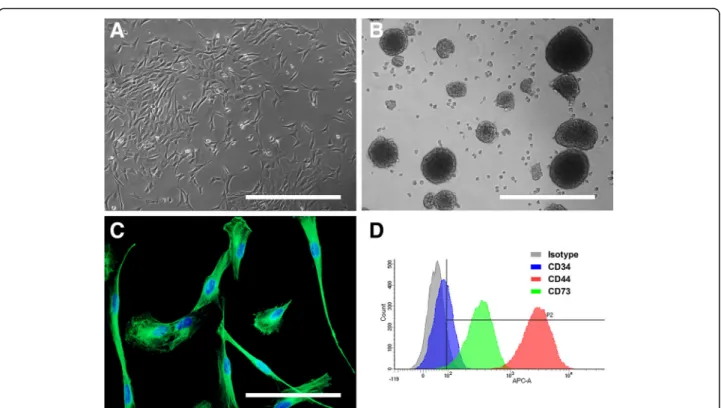Fig. 1 Morphology and stemness features of OE-MSCs from different mammalian genera. After 4 weeks in growth culture medium, olfactory mucosa explants formed homogeneous populations of adherent and highly proliferative cells exhibiting a mesenchymal-like fi