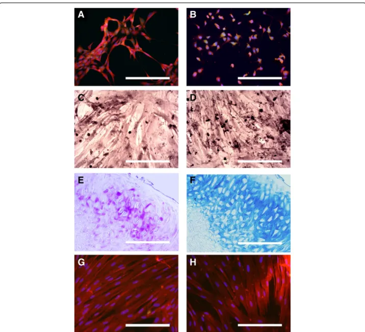 Fig. 3 Assessment of neural and mesodermal differentiation abilities of OE-MSCs in vitro