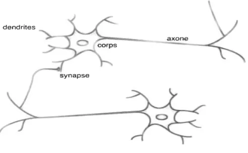 FIGU R E  4. 1 - Neurone  biologique  [19] 