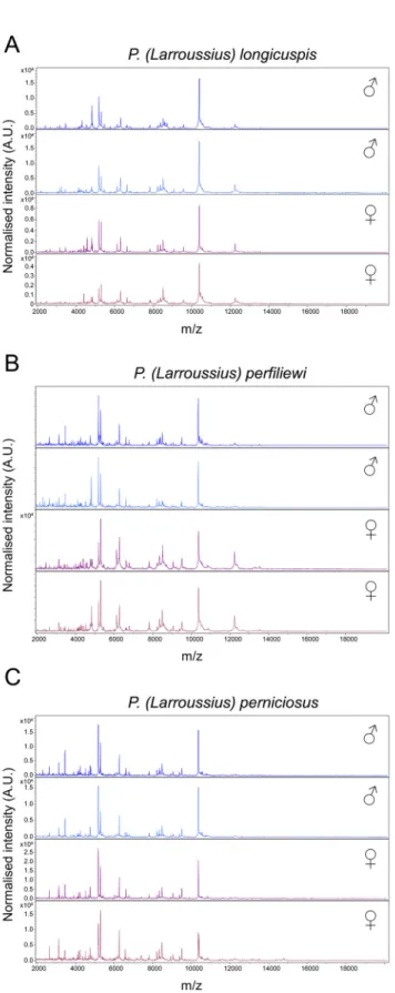 Fig 1. MALDI-TOF MS spectra from thorax, legs and wings protein extraction of both genders from three sand fly species